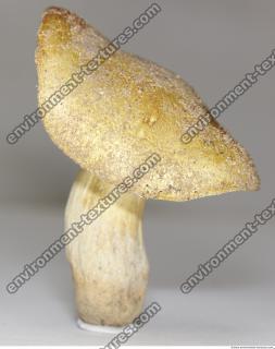 Photo Texture of Mushroom 0002